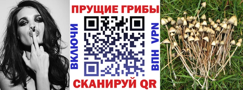 Галлюциногенные грибы Psilocybe  omg ТОР  Лиски 